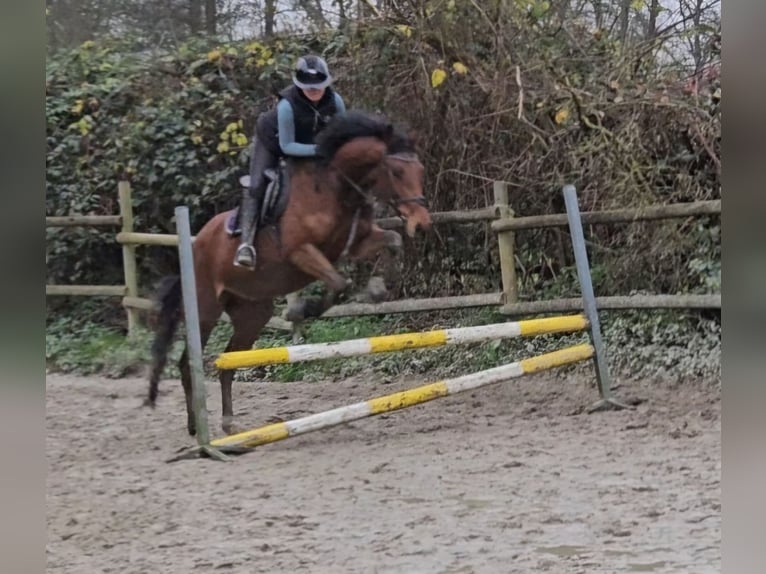 Caballo de deporte irlandés Caballo castrado 5 años 165 cm Castaño in Nettetal