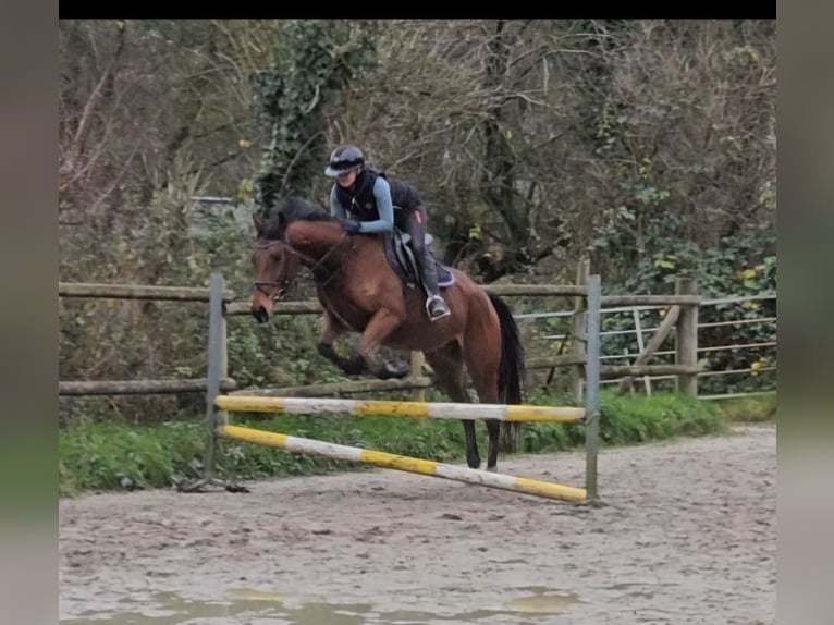 Caballo de deporte irlandés Caballo castrado 5 años 165 cm Castaño in Nettetal