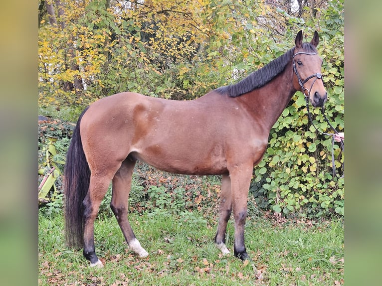 Caballo de deporte irlandés Caballo castrado 5 años 165 cm Castaño in Nettetal