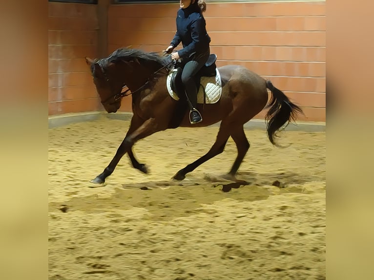 Caballo de deporte irlandés Caballo castrado 5 años 165 cm Castaño in Lage