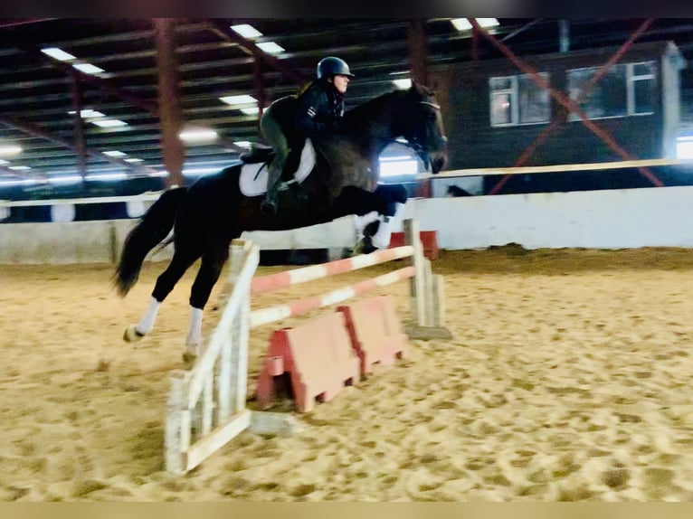 Caballo de deporte irlandés Caballo castrado 5 años 165 cm Castaño oscuro in Mountrath