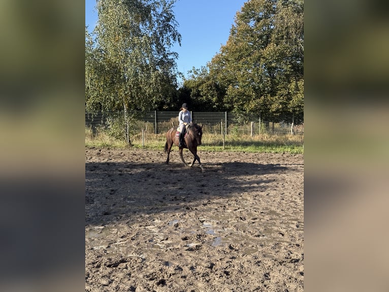 Caballo de deporte irlandés Caballo castrado 5 años 165 cm Castaño oscuro in Berlin