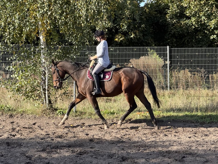 Caballo de deporte irlandés Caballo castrado 5 años 165 cm Castaño oscuro in Berlin