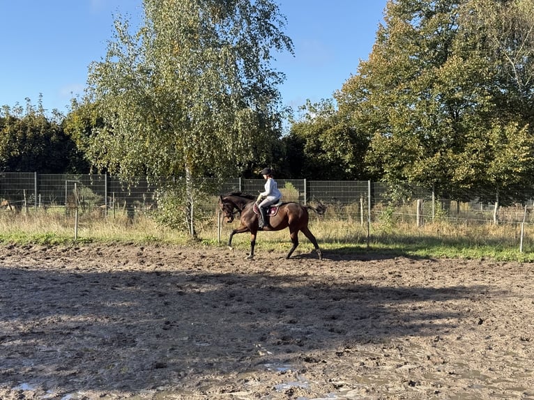 Caballo de deporte irlandés Caballo castrado 5 años 165 cm Castaño oscuro in Berlin