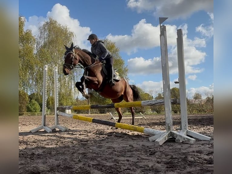 Caballo de deporte irlandés Caballo castrado 5 años 165 cm Castaño oscuro in Berlin