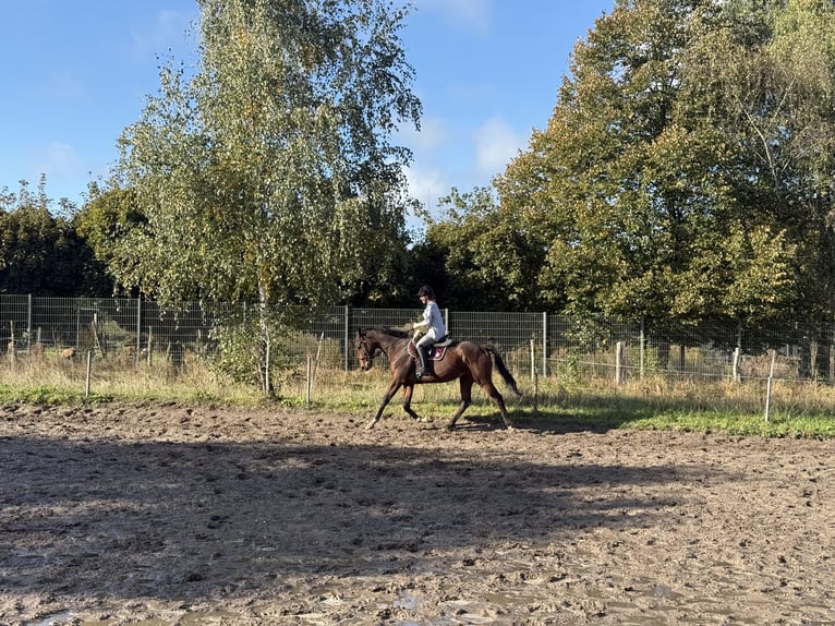 Caballo de deporte irlandés Caballo castrado 5 años 165 cm Castaño oscuro in Berlin