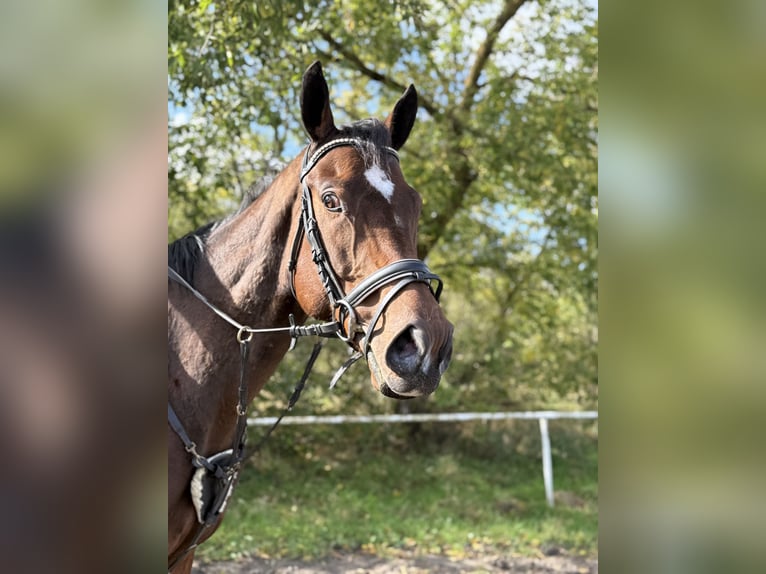 Caballo de deporte irlandés Caballo castrado 5 años 165 cm Castaño oscuro in Berlin