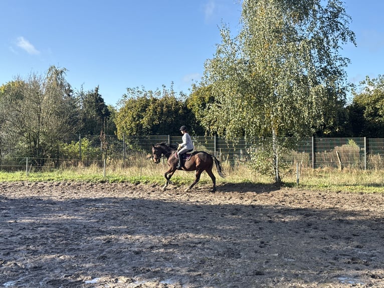 Caballo de deporte irlandés Caballo castrado 5 años 165 cm Castaño oscuro in Berlin