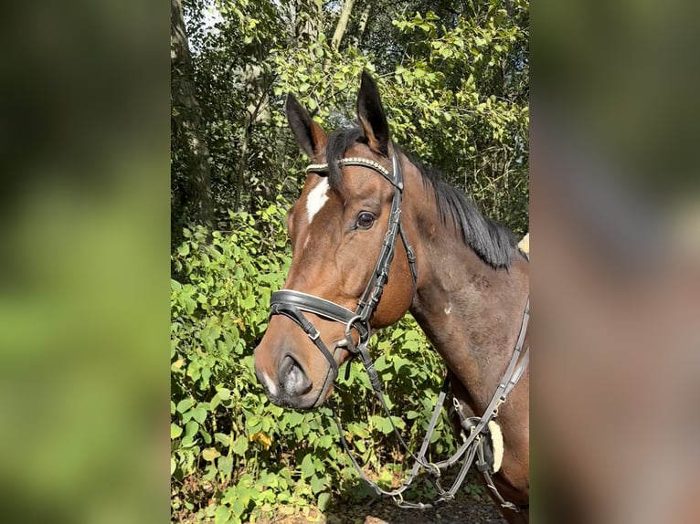 Caballo de deporte irlandés Caballo castrado 5 años 165 cm Castaño oscuro in Berlin