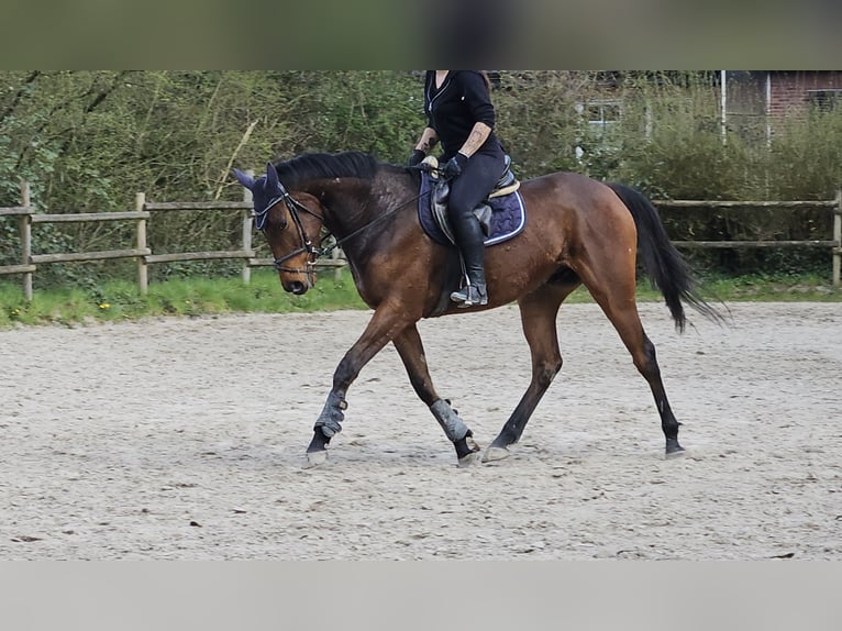 Caballo de deporte irlandés Caballo castrado 5 años 165 cm Morcillo in Wachtendonk