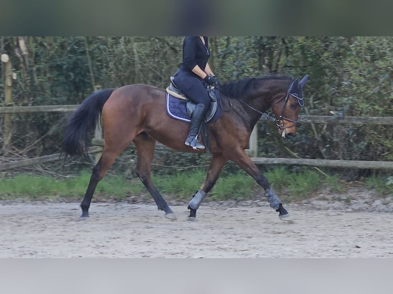 Caballo de deporte irlandés Caballo castrado 5 años 165 cm Morcillo in Wachtendonk
