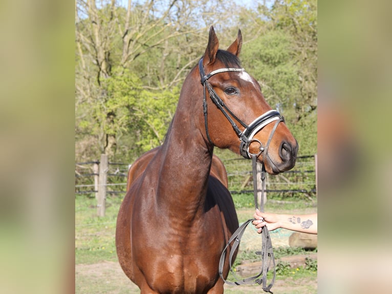 Caballo de deporte irlandés Caballo castrado 5 años 165 cm Morcillo in Wachtendonk