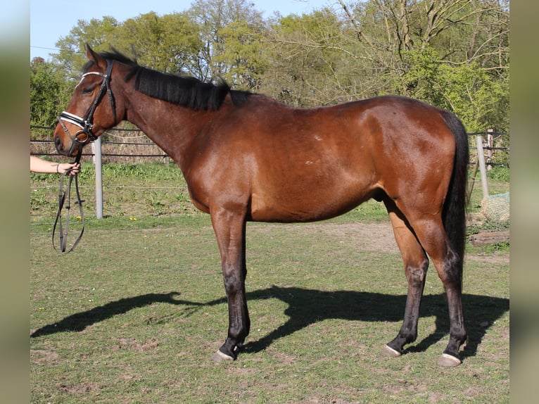 Caballo de deporte irlandés Caballo castrado 5 años 165 cm Morcillo in Wachtendonk