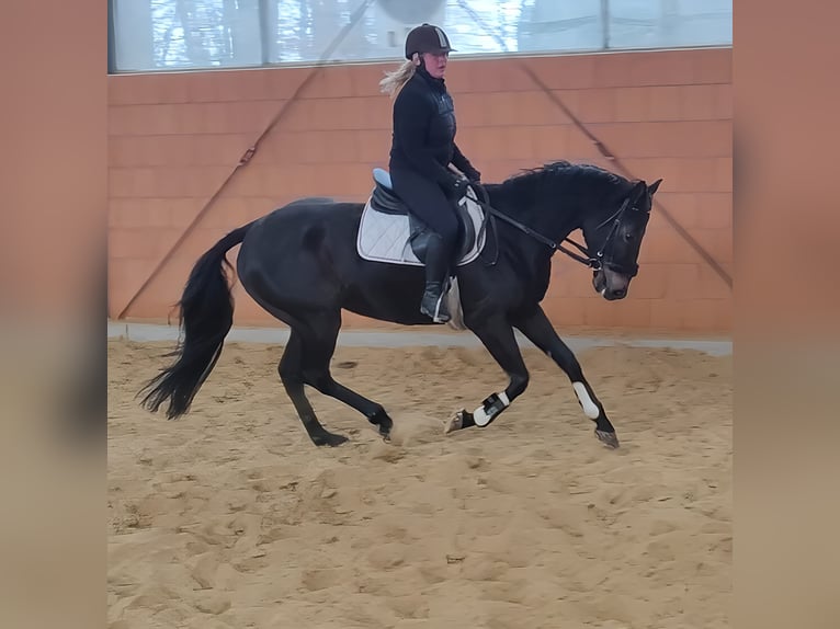 Caballo de deporte irlandés Caballo castrado 5 años 165 cm Negro in Lage