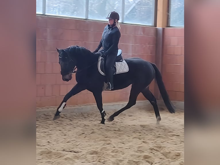 Caballo de deporte irlandés Caballo castrado 5 años 165 cm Negro in Lage