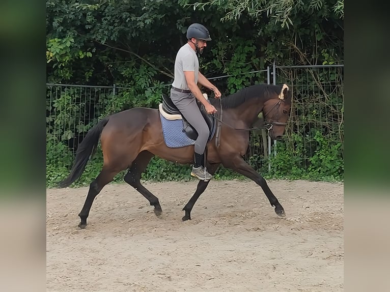 Caballo de deporte irlandés Caballo castrado 5 años 166 cm Castaño in Lage