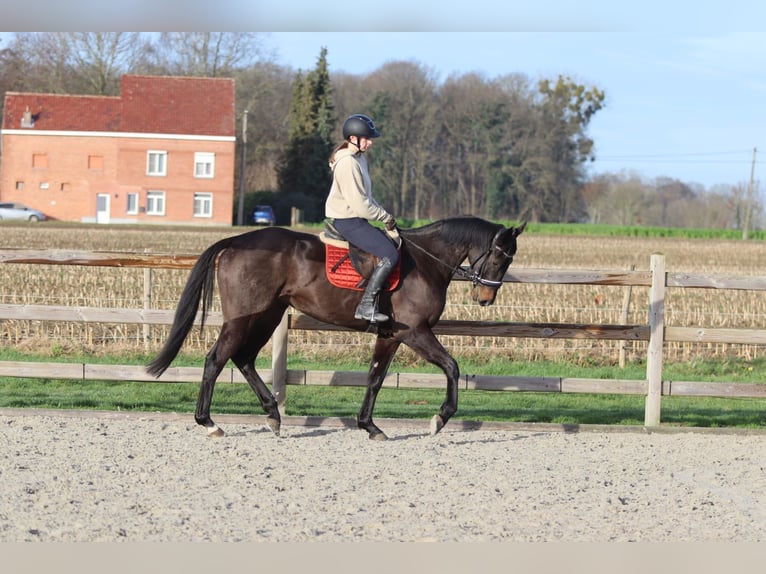 Caballo de deporte irlandés Caballo castrado 5 años 166 cm Negro in Bogaarden