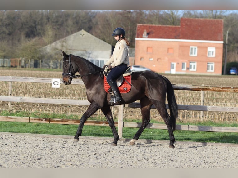 Caballo de deporte irlandés Caballo castrado 5 años 166 cm Negro in Bogaarden