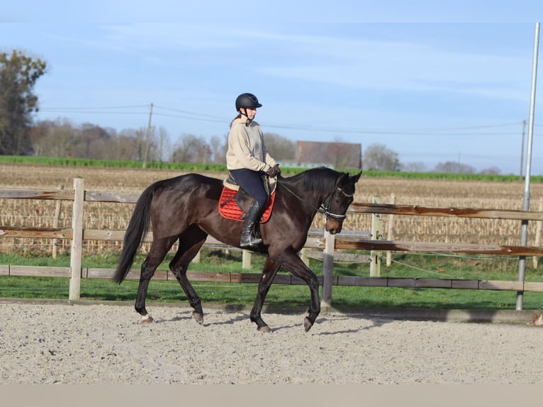 Caballo de deporte irlandés Caballo castrado 5 años 166 cm Negro in Bogaarden