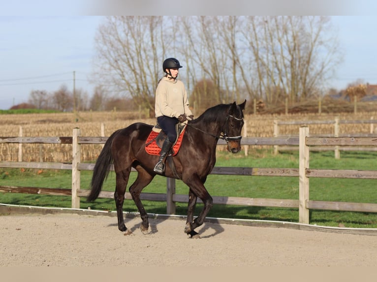 Caballo de deporte irlandés Caballo castrado 5 años 166 cm Negro in Bogaarden