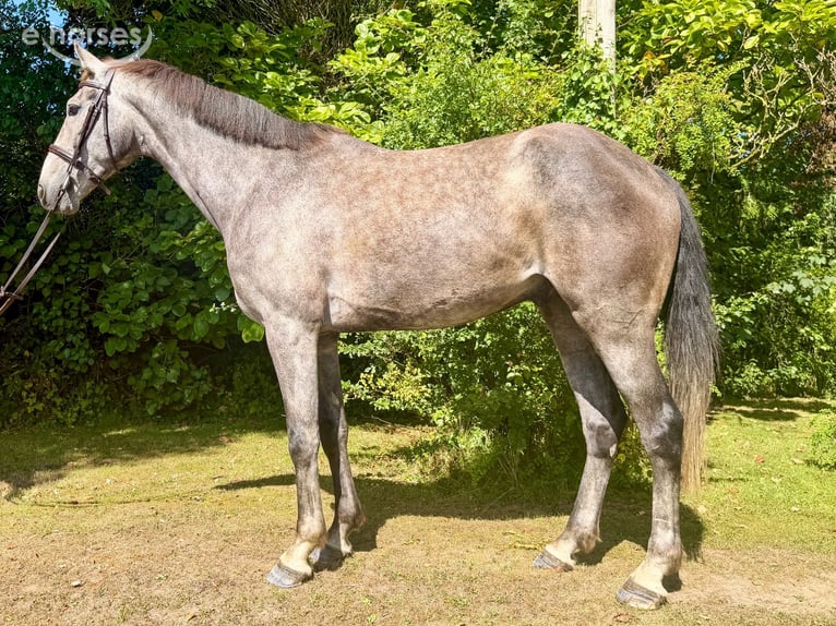 Caballo de deporte irlandés Caballo castrado 5 años 166 cm Tordo in Newcastle West