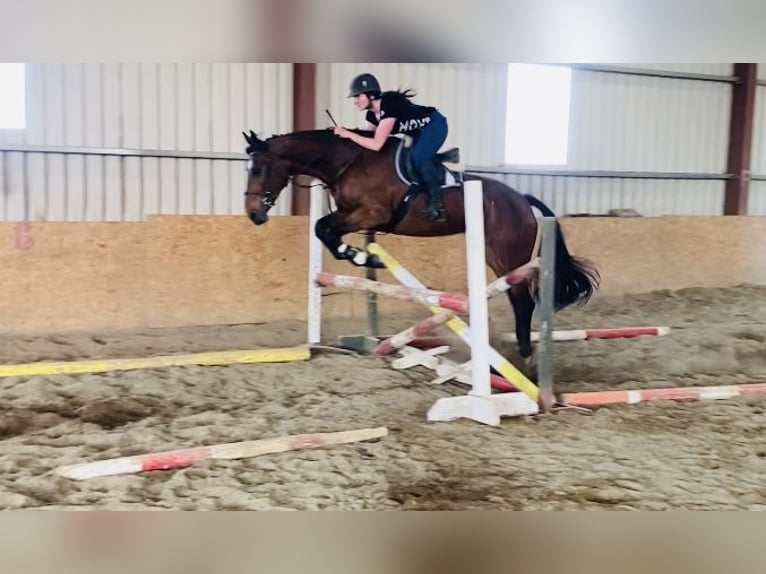 Caballo de deporte irlandés Caballo castrado 5 años 167 cm in Sligo