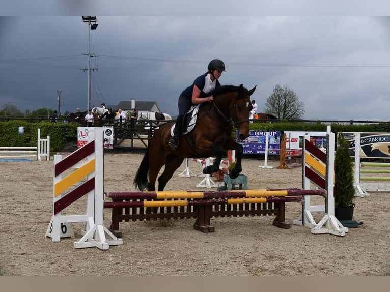 Caballo de deporte irlandés Caballo castrado 5 años 167 cm in Sligo