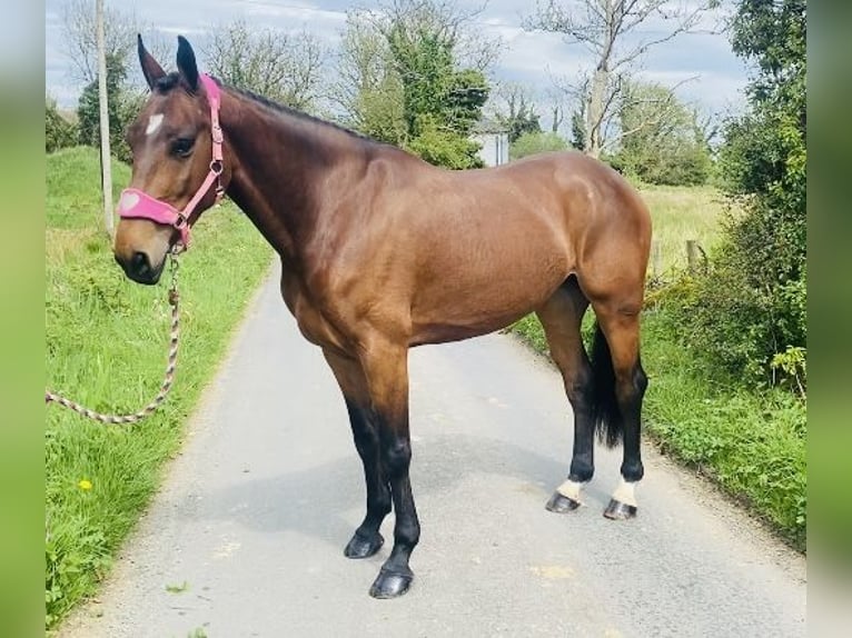 Caballo de deporte irlandés Caballo castrado 5 años 167 cm in Sligo