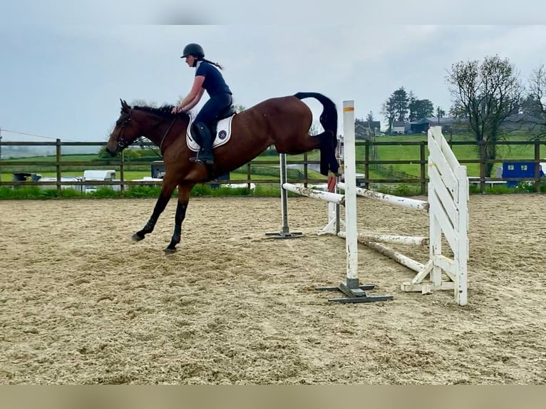 Caballo de deporte irlandés Caballo castrado 5 años 167 cm in Sligo