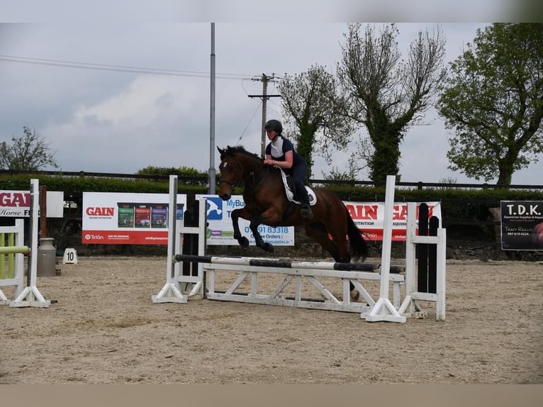 Caballo de deporte irlandés Caballo castrado 5 años 167 cm in Sligo