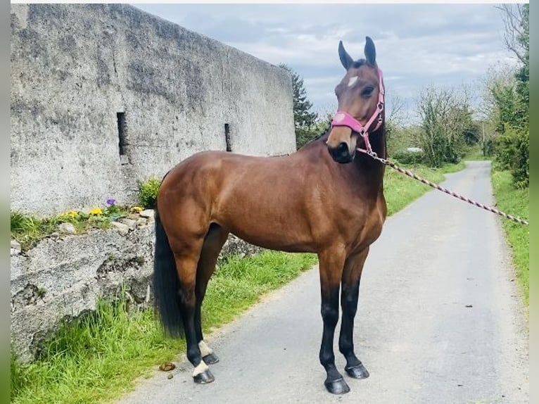 Caballo de deporte irlandés Caballo castrado 5 años 167 cm in Sligo