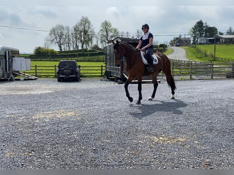 Caballo de deporte irlandés Caballo castrado 5 años 167 cm in Sligo