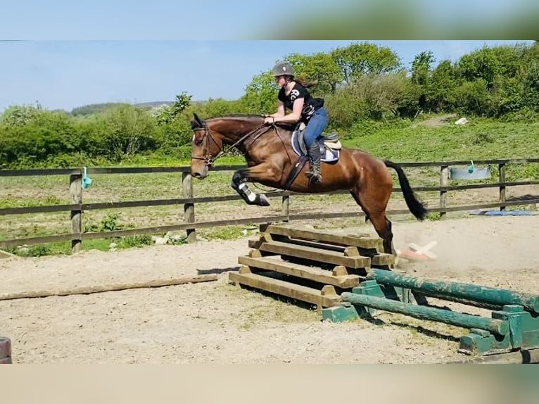 Caballo de deporte irlandés Caballo castrado 5 años 167 cm in Sligo