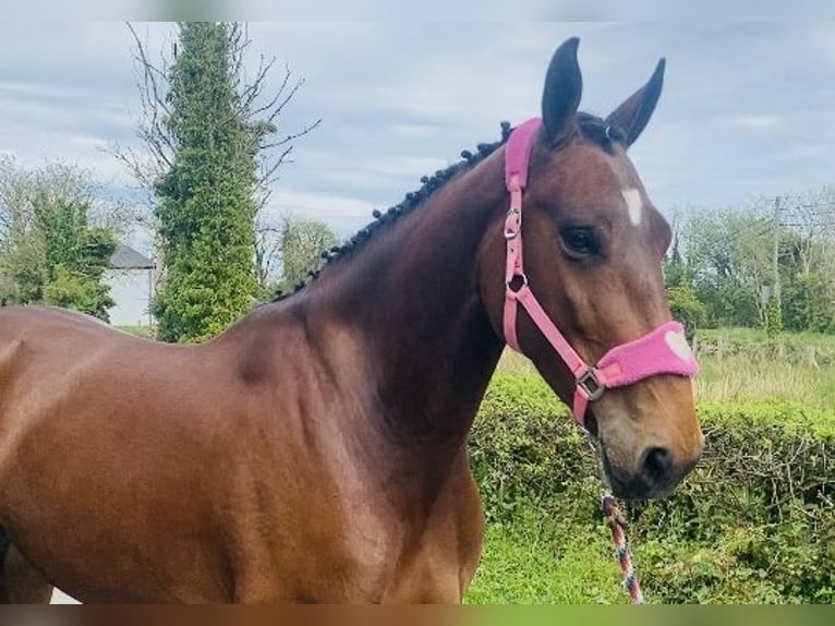 Caballo de deporte irlandés Caballo castrado 5 años 167 cm in Sligo