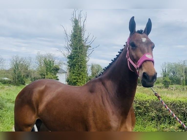 Caballo de deporte irlandés Caballo castrado 5 años 167 cm in Sligo