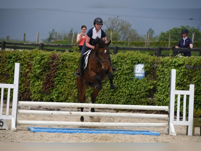 Caballo de deporte irlandés Caballo castrado 5 años 167 cm in Sligo