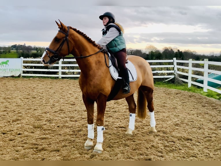 Caballo de deporte irlandés Caballo castrado 5 años 168 cm Alazán in Mountrath