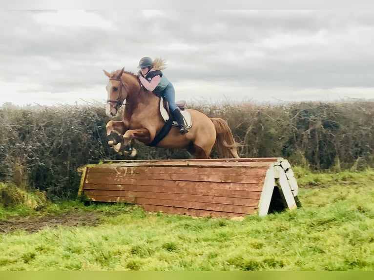 Caballo de deporte irlandés Caballo castrado 5 años 168 cm Alazán in Mountrath