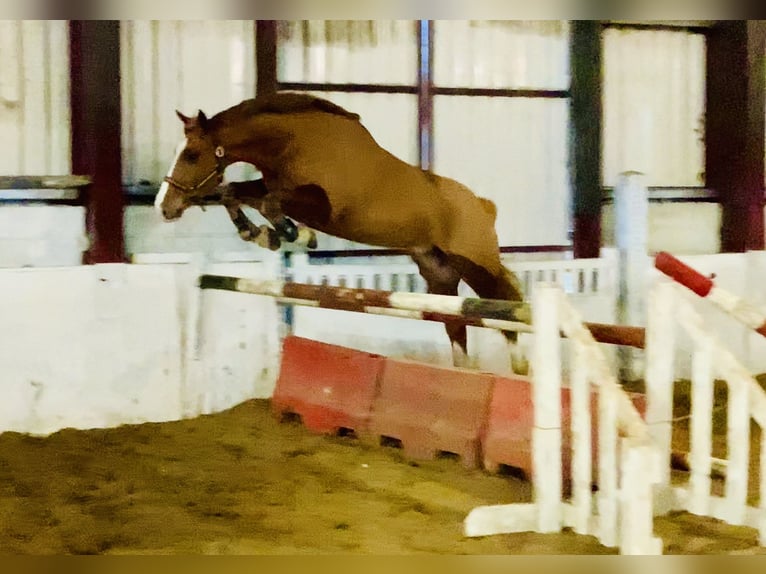 Caballo de deporte irlandés Caballo castrado 5 años 168 cm Alazán in Mountrath