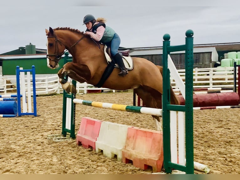Caballo de deporte irlandés Caballo castrado 5 años 168 cm Alazán in Mountrath