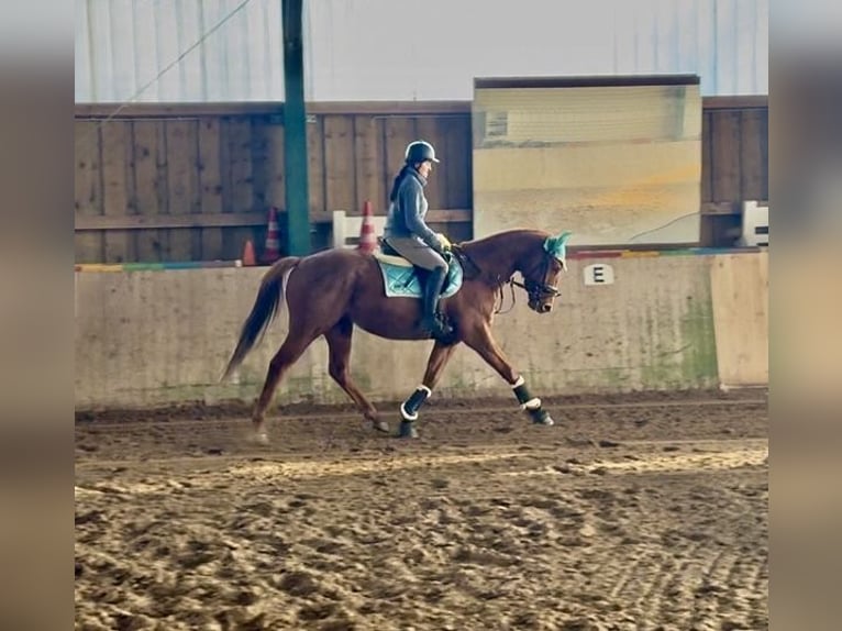 Caballo de deporte irlandés Caballo castrado 5 años 168 cm Alazán in Berlin