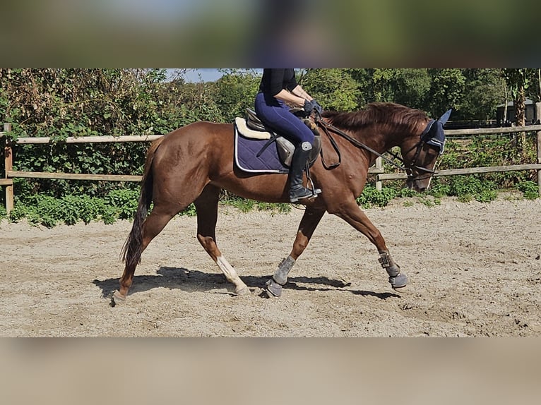 Caballo de deporte irlandés Caballo castrado 5 años 168 cm Alazán-tostado in Wachtendonk