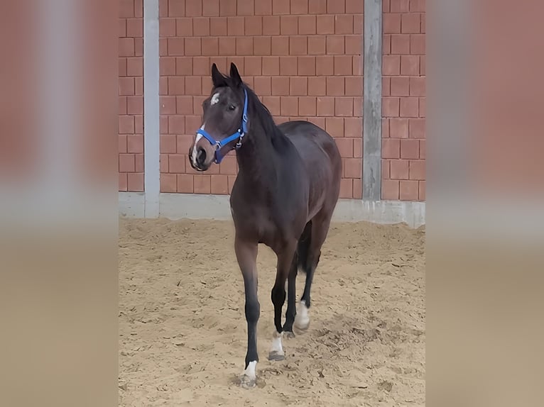 Caballo de deporte irlandés Caballo castrado 5 años 168 cm Castaño in Lage