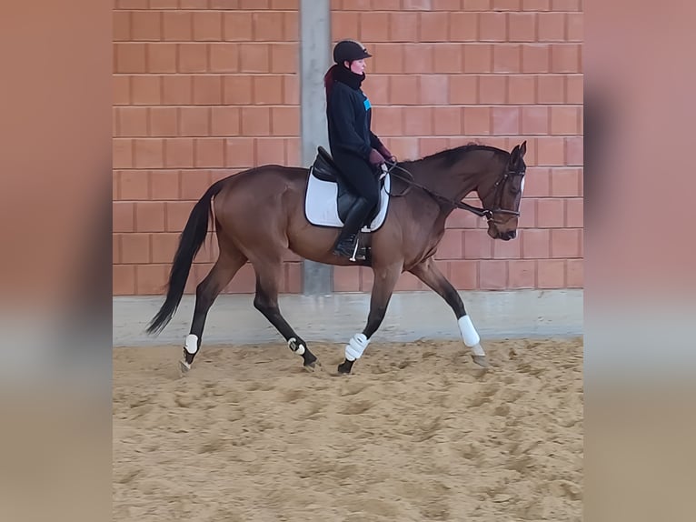 Caballo de deporte irlandés Caballo castrado 5 años 168 cm Castaño in Lage