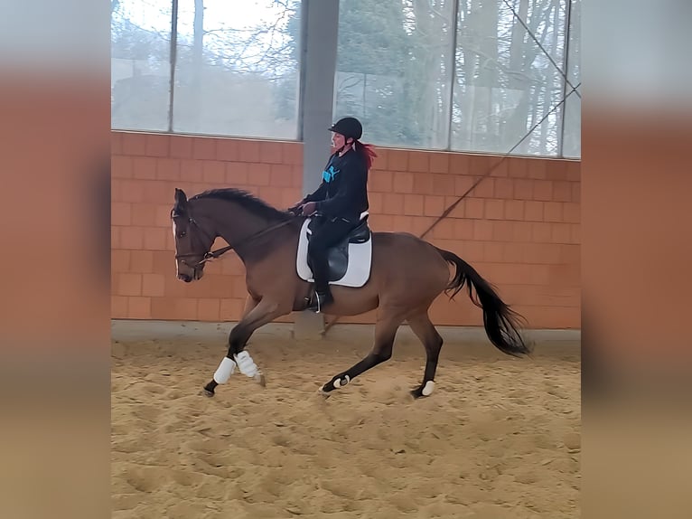 Caballo de deporte irlandés Caballo castrado 5 años 168 cm Castaño in Lage