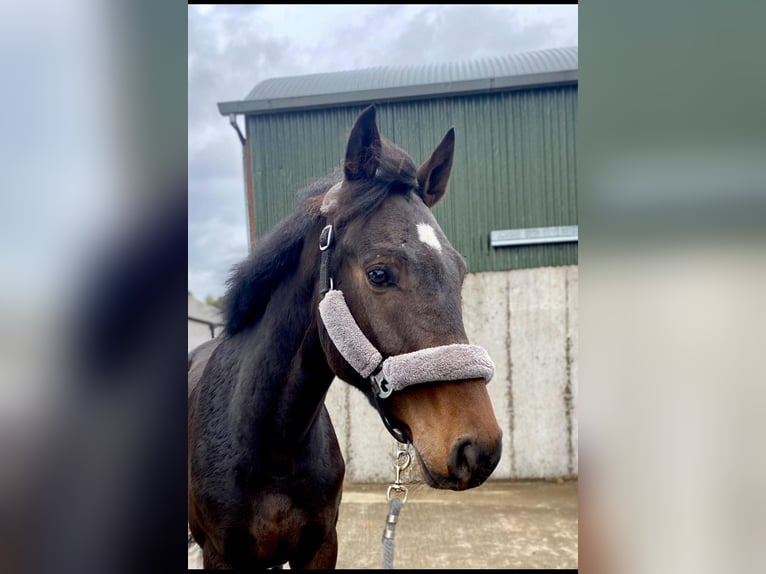 Caballo de deporte irlandés Caballo castrado 5 años 168 cm Castaño in Sligo