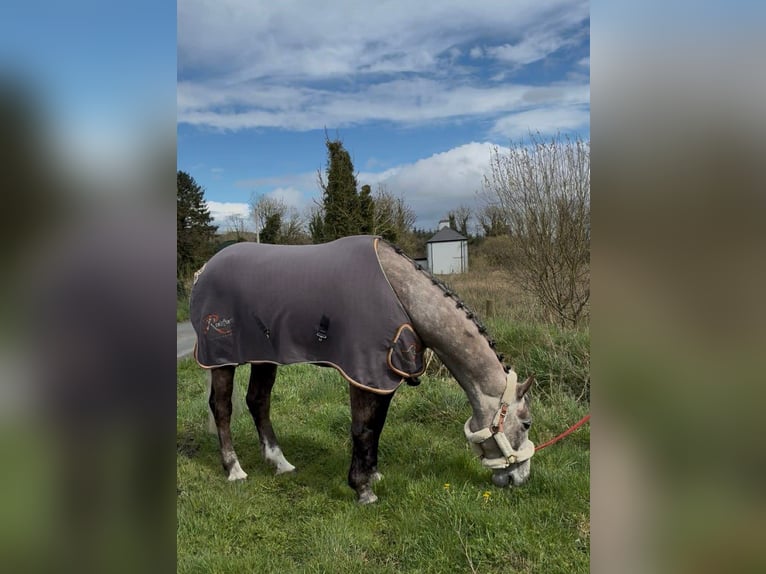 Caballo de deporte irlandés Caballo castrado 5 años 168 cm Tordo rodado in Sligo