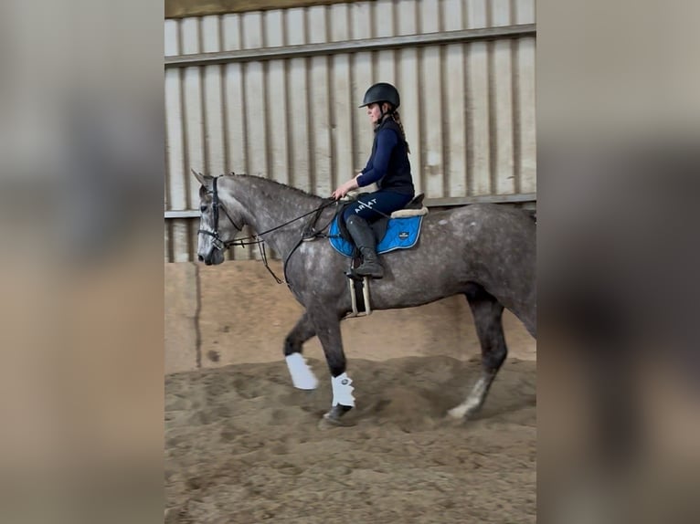 Caballo de deporte irlandés Caballo castrado 5 años 168 cm Tordo rodado in Sligo