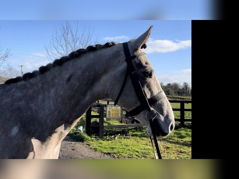 Caballo de deporte irlandés Caballo castrado 5 años 168 cm Tordo rodado in Sligo