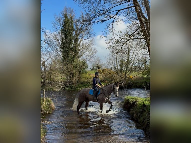 Caballo de deporte irlandés Caballo castrado 5 años 168 cm Tordo rodado in Sligo